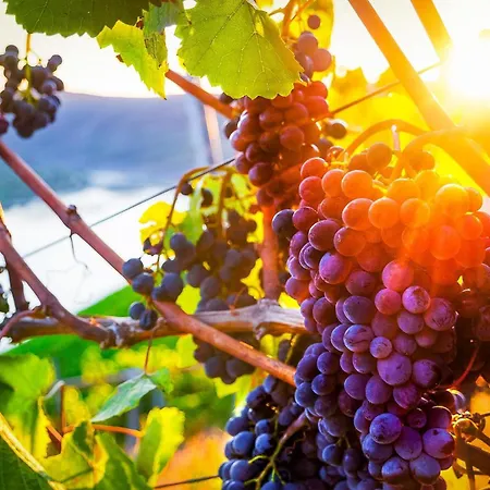 Vater Rhein Mittelrheintal * ザンクト・ゴアー